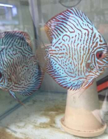 Couple Discus Turquoise Tiger