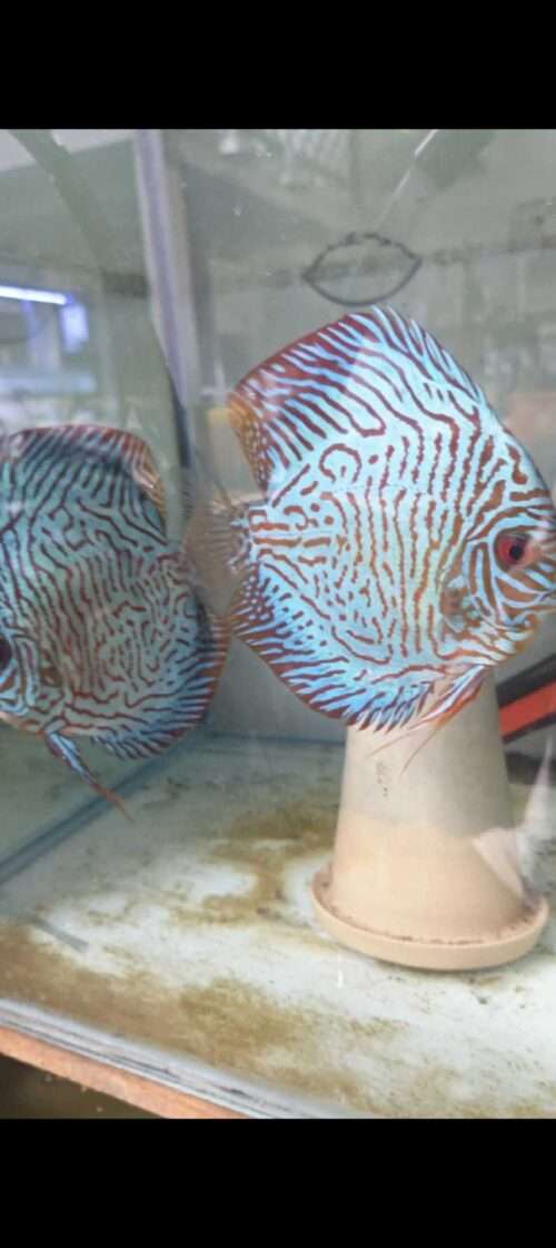 Couple Discus Turquoise Tiger