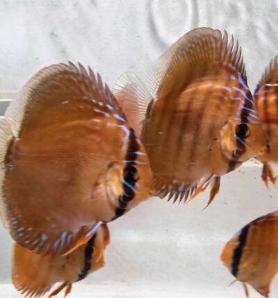 Discus Brun
