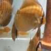 Discus-Brun Discus Brun