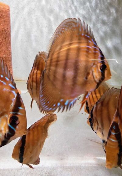Discus Brun