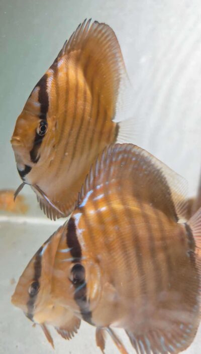 Discus Brun