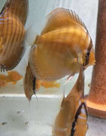 Discus-Brun Discus Brun