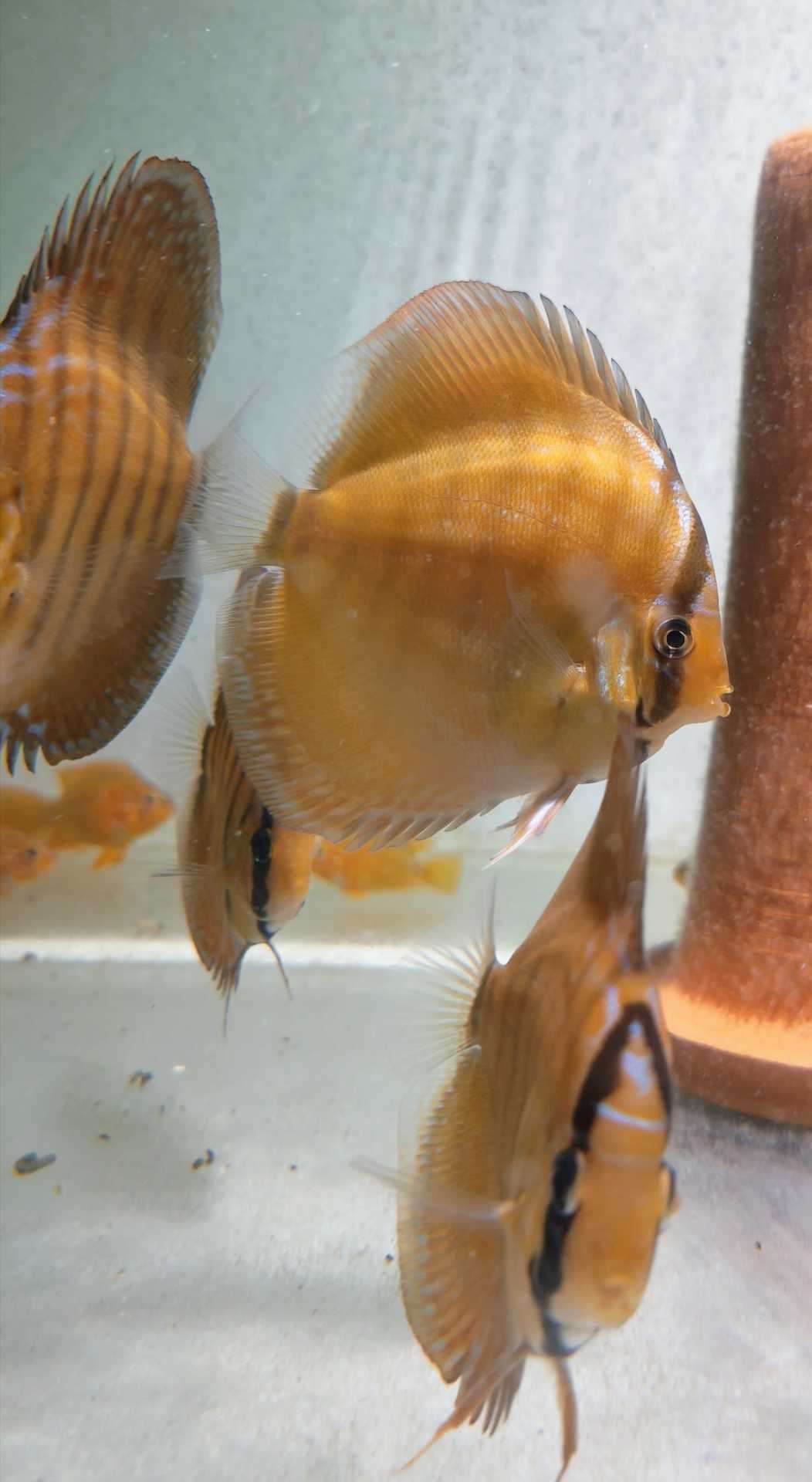 Discus Brun
