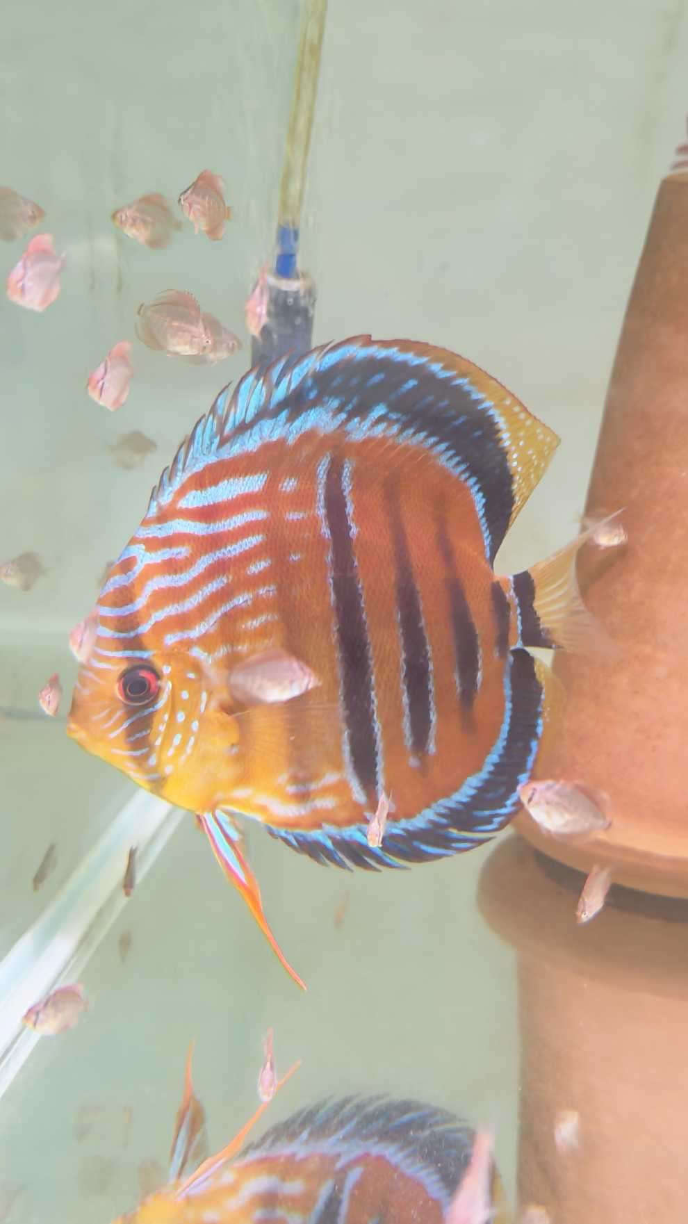 Discus Heckel Cross JDL Selection