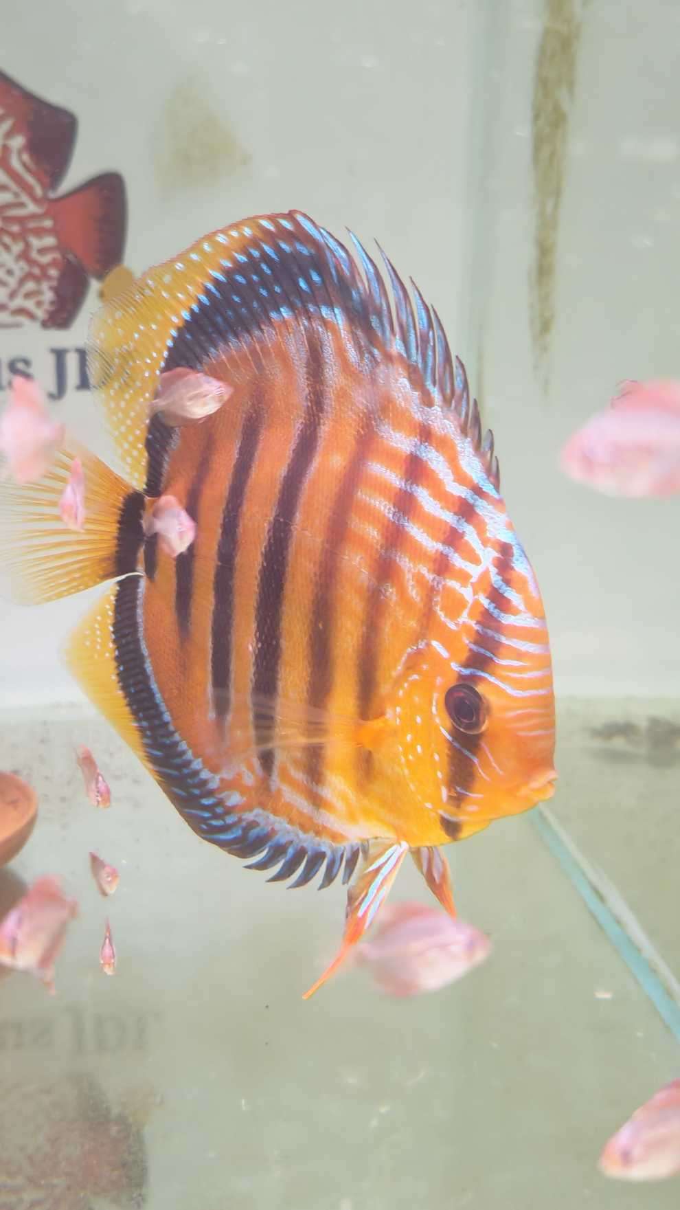 Discus Heckel Cross JDL Selection