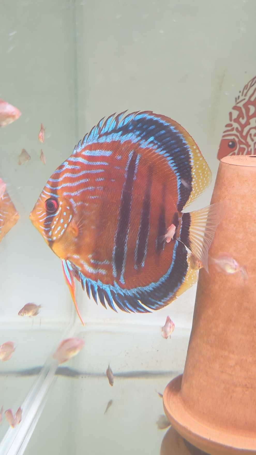 Discus Heckel Cross JDL Selection