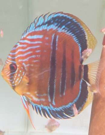 Discus Heckel Cross JDL Selection