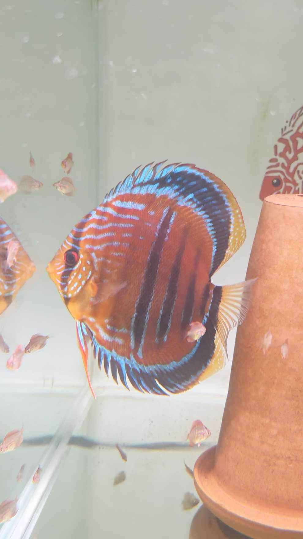 Discus Heckel Cross JDL Selection