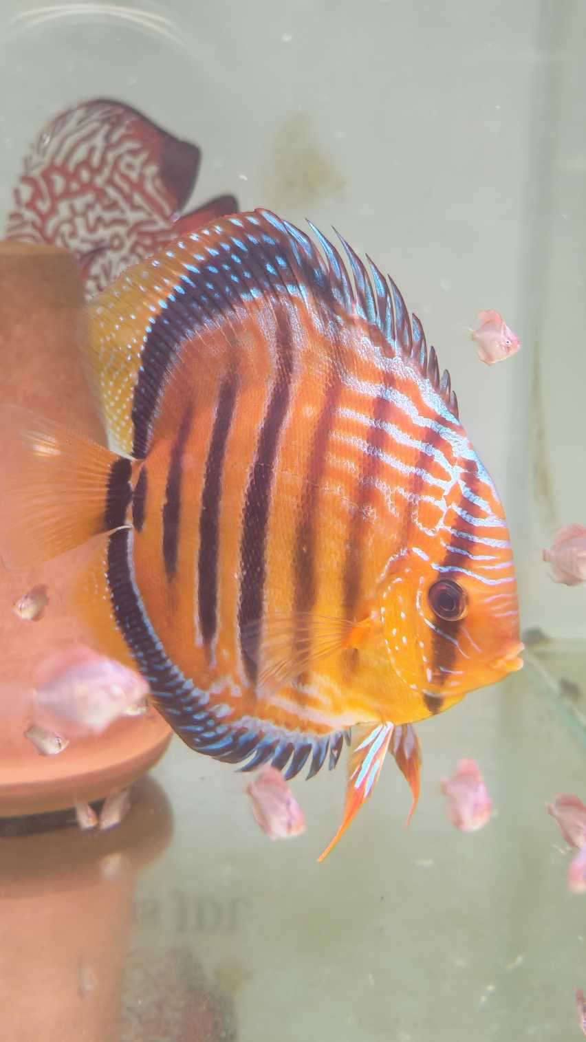 Discus Heckel Cross JDL Selection