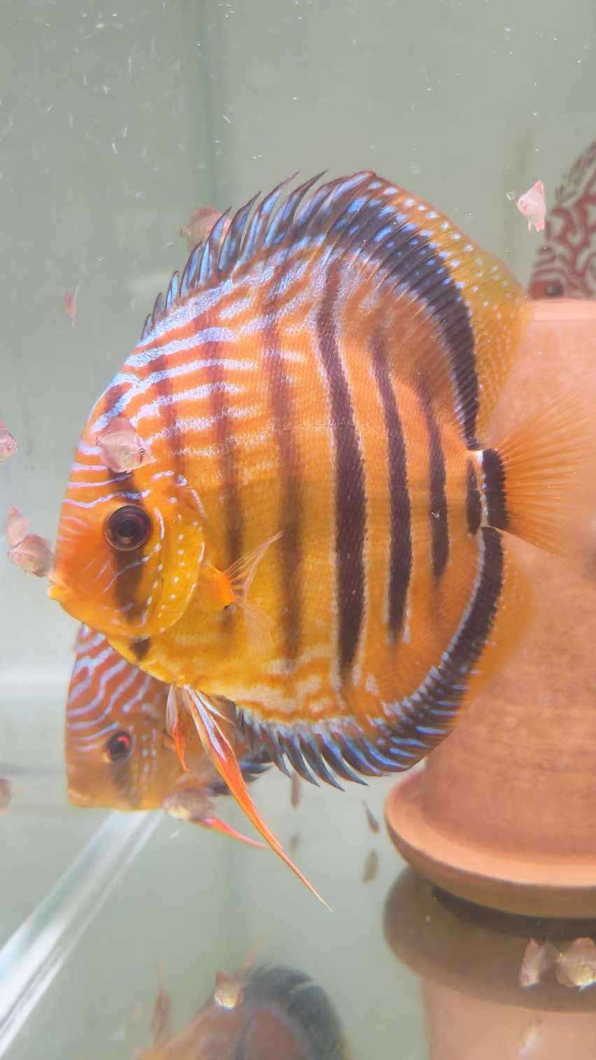 Discus Heckel Cross JDL Selection