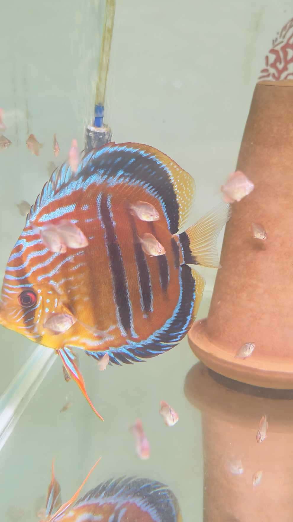 Discus Heckel Cross JDL Selection