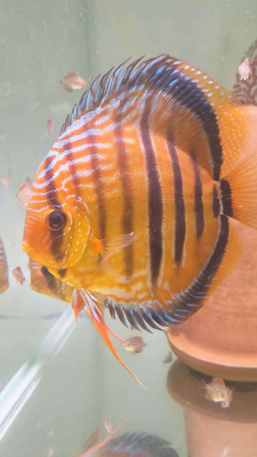 Discus Heckel Cross JDL Selection