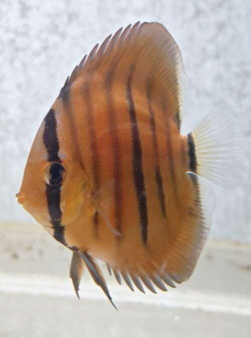 Discus Heckel Cross JDL Selection