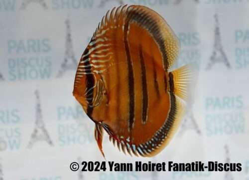 Discus Heckel Cross JDL Selection