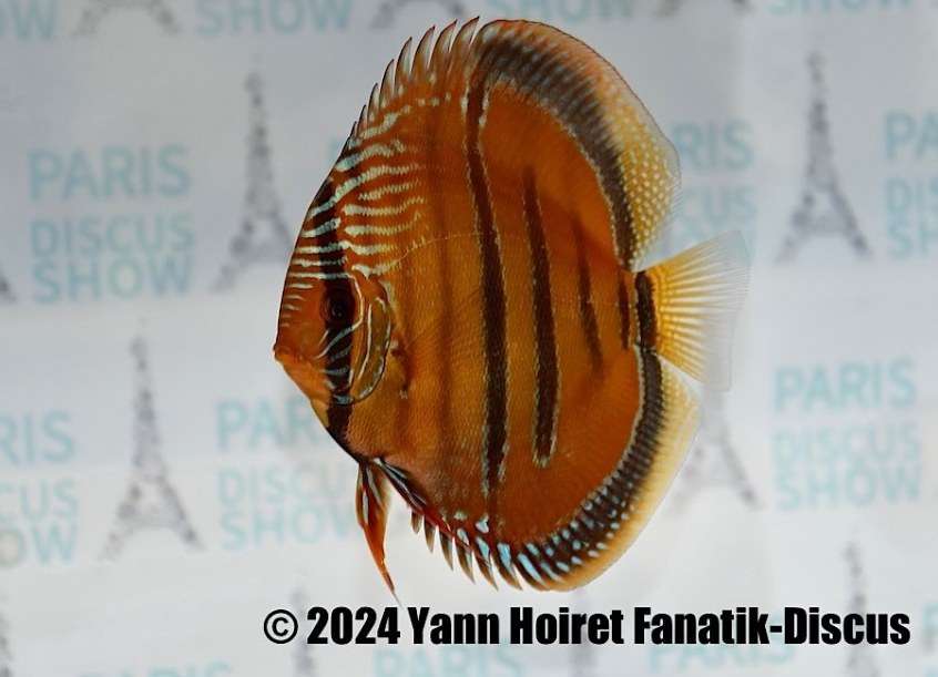 Discus Heckel Cross JDL Selection