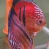 Discus-ICA-S-Red-2026 couple