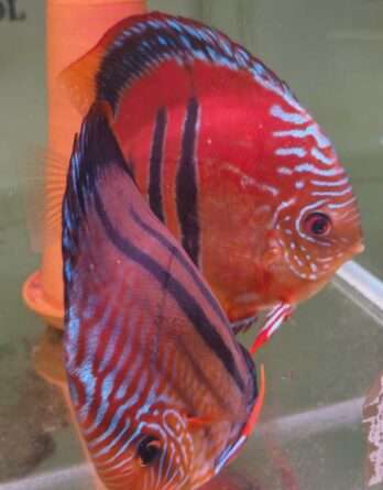 Discus-ICA-S-Red-2026 couple