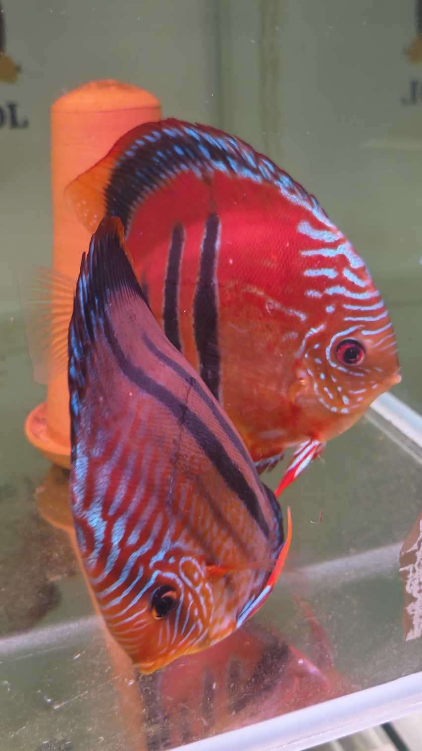 Discus-ICA-S-Red-2026 couple