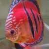 Discus-ICA-S-Red-2026