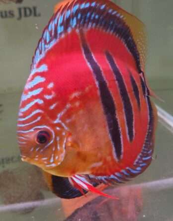 Discus-ICA-S-Red-2026