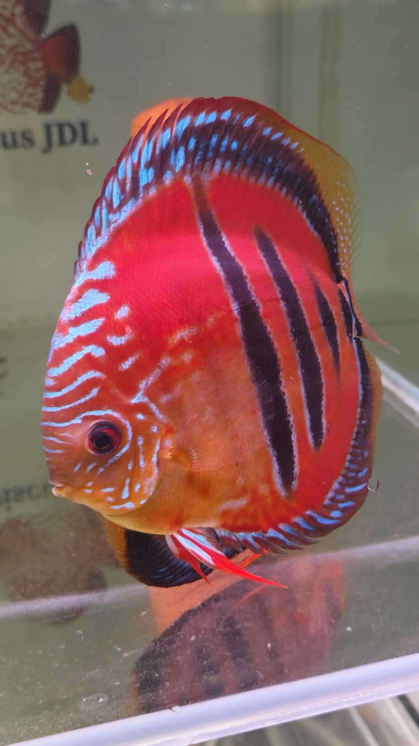 Discus-ICA-S-Red-2026
