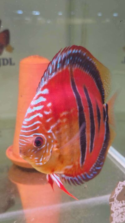 Discus ICA JDL