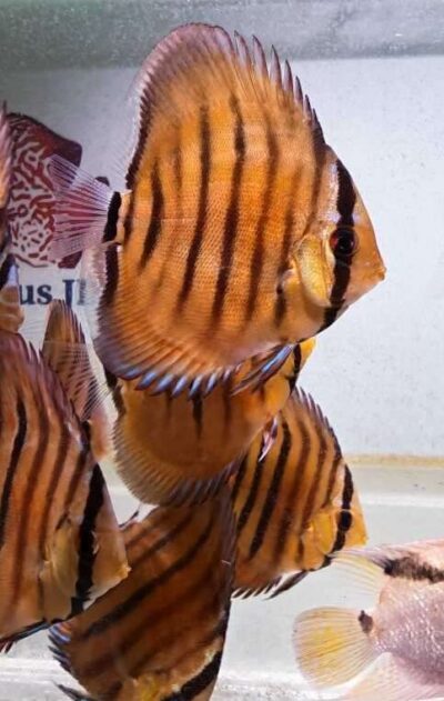 Discus-ICA-S-Red-2026