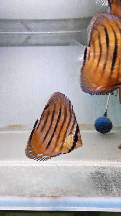 Discus-ICA-S-Red-2026
