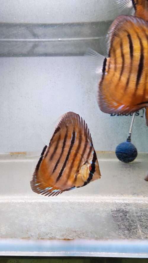 Discus-ICA-S-Red-2026