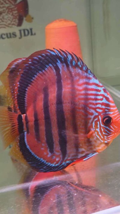 Discus-ICA-S-Red-2026