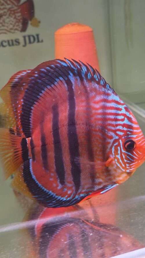 Discus-ICA-S-Red-2026