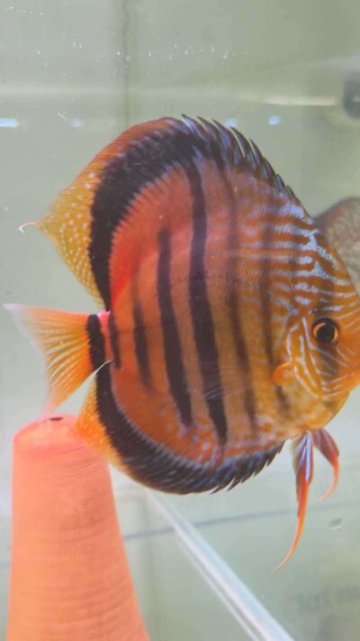 Discus-ICA-S-Red-2026