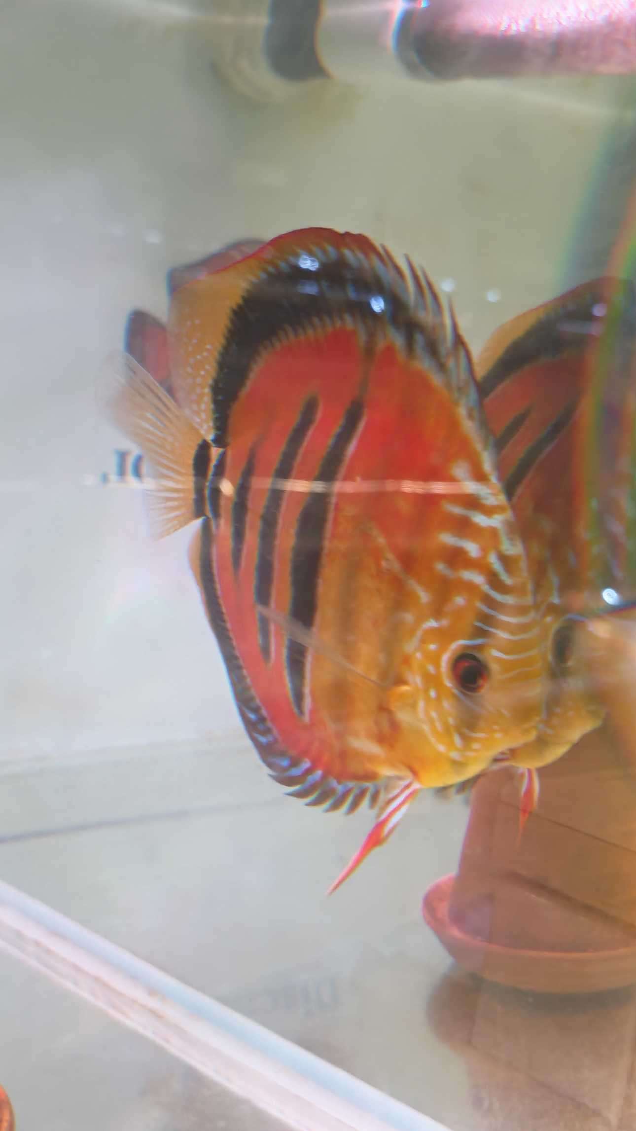 Discus-ICA-S-Red-2026