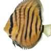 Discus-Ica-Tw-x-Ica-Wild-F1-10cm Discus Ica Tw x Ica Wild F1 - jeunes 10cm