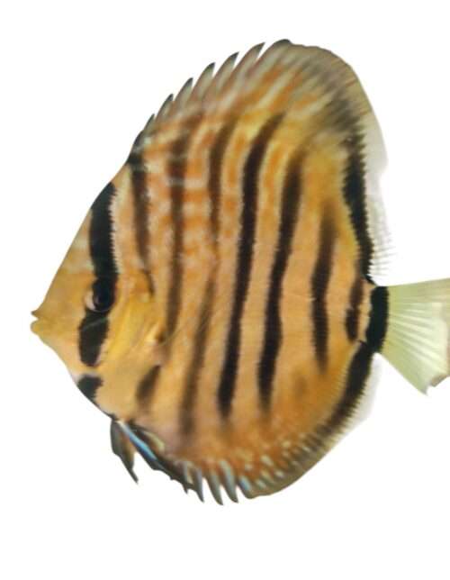 Discus-Ica-Tw-x-Ica-Wild-F1-10cm Discus Ica Tw x Ica Wild F1 - jeunes 10cm