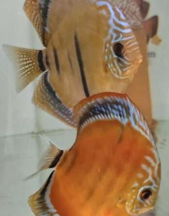 Discus Ica Tw x Ica Wild F1