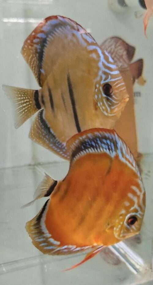 Discus-Ica-Tw-x-Ica-Wild-F1 Discus Ica Tw x Ica Wild F1