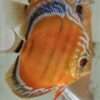 Discus-Ica-Tw-x-Ica-Wild-F1~Femal Discus Ica Tw x Ica Wild F1 - Femelle