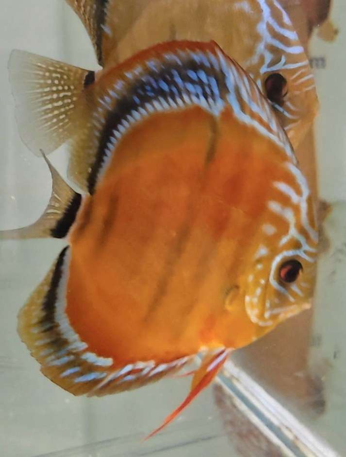Discus Ica Tw x Ica Wild F1 - Femelle
