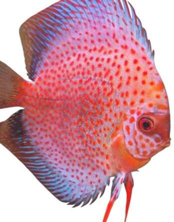 Discus Pigeon Big spots