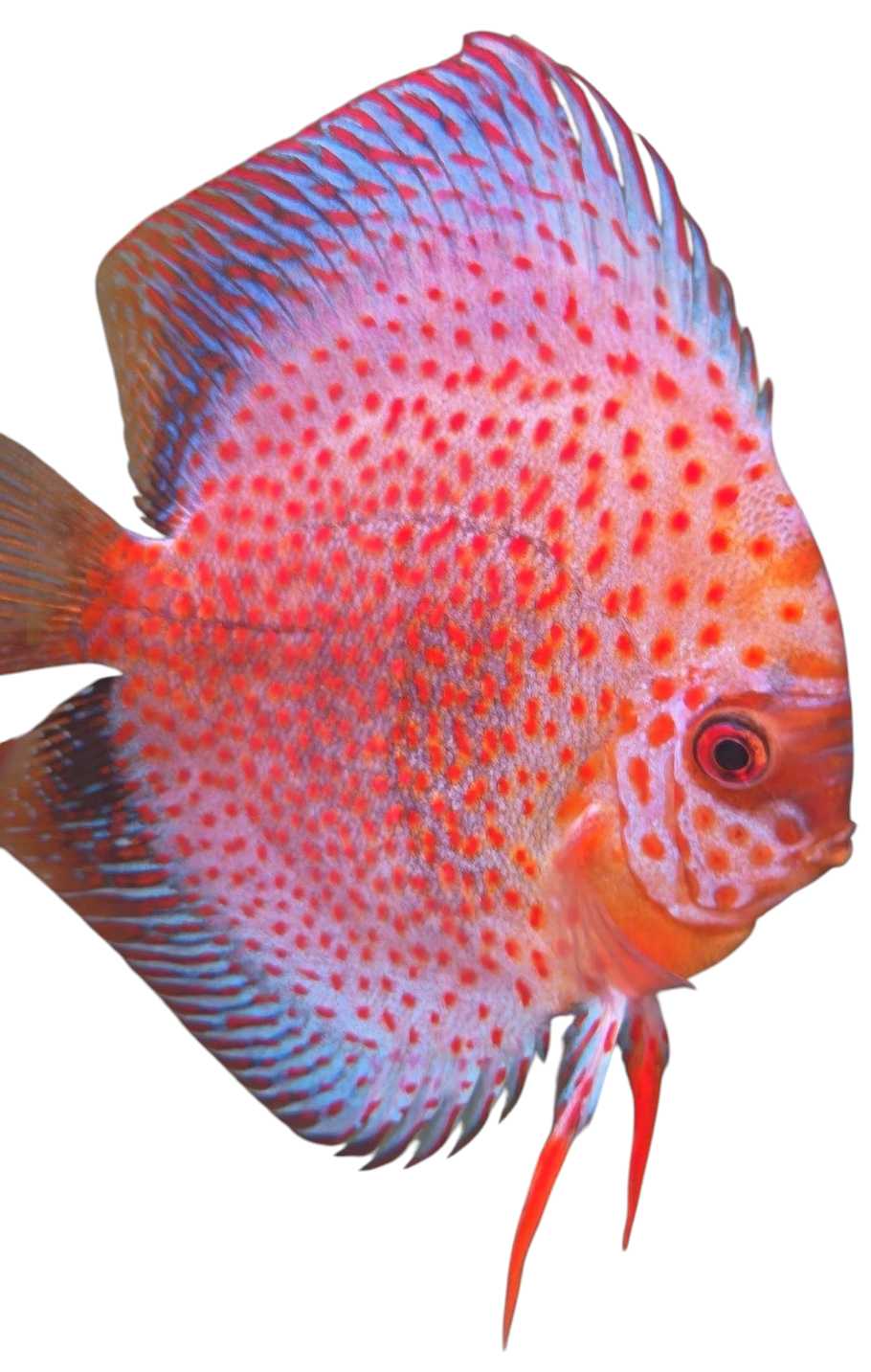 Discus Pigeon Big spots