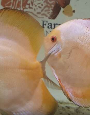 Discus Pigeon Sunrise