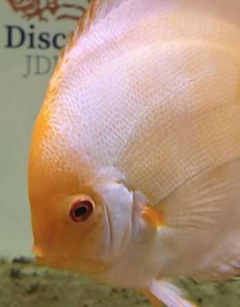 Discus-Sunrise-2 Discus Pigeon Sunrise