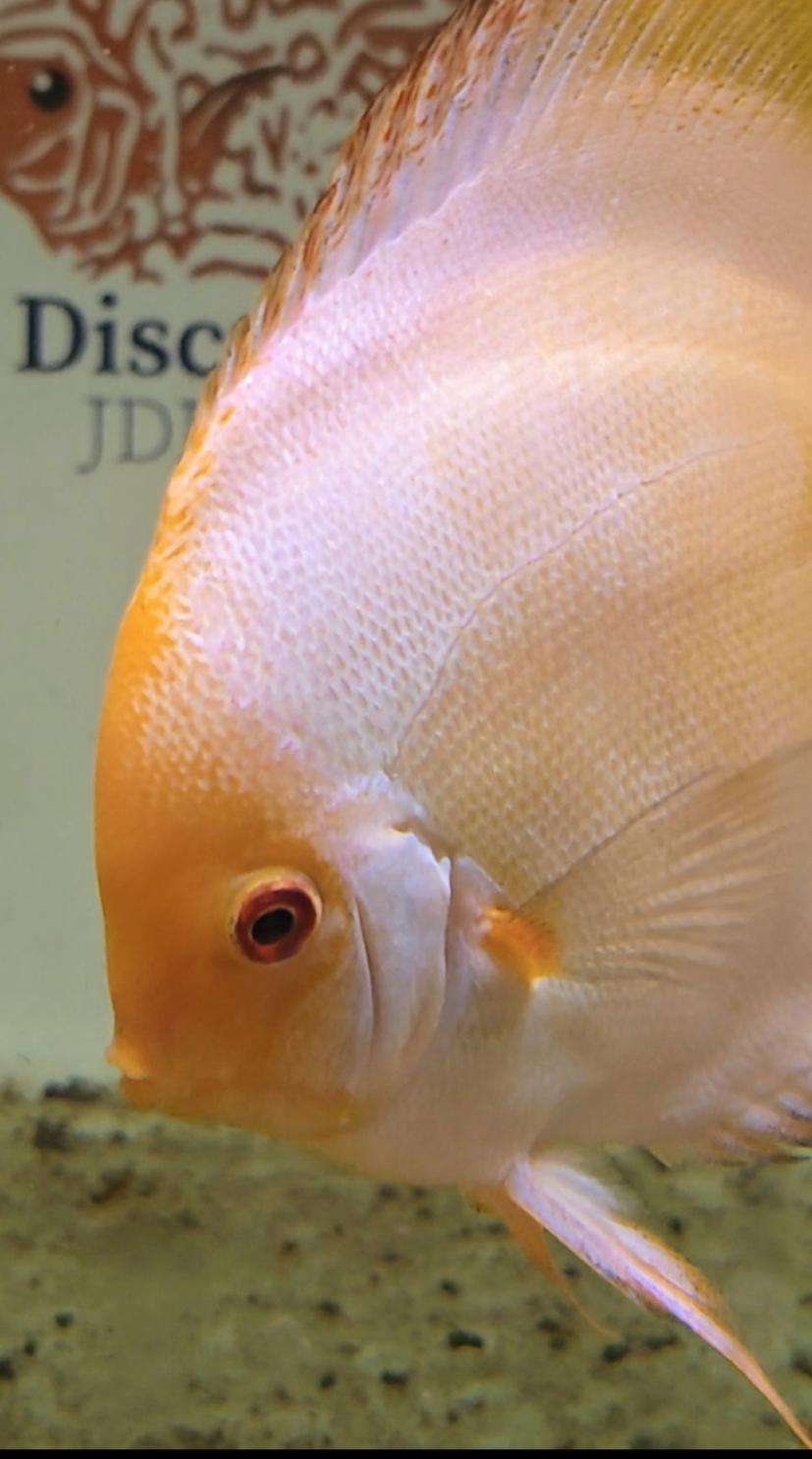 Discus Pigeon Sunrise