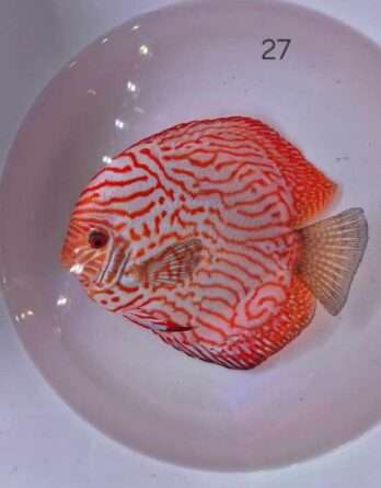 Discus Pigeon Strippes Curves N°27 (27   15 17 cm)