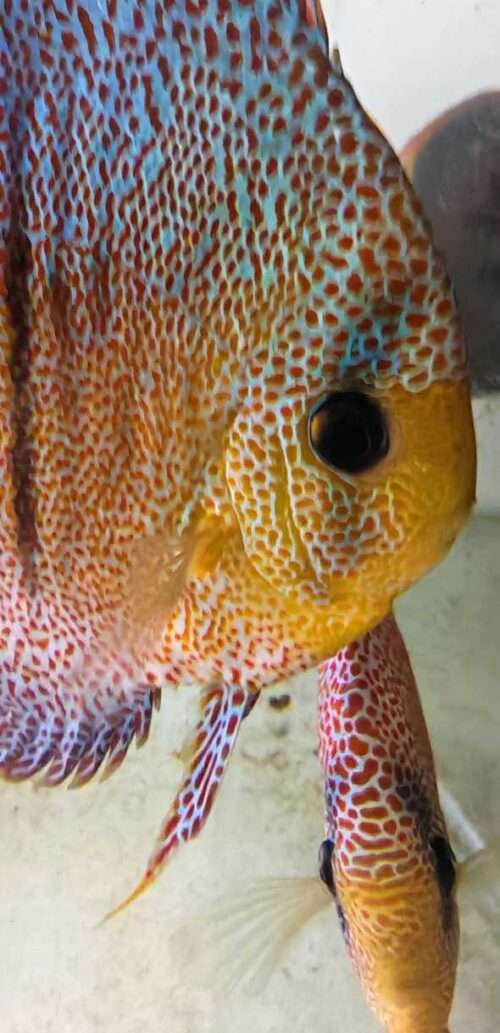 Discus Super Panthera