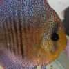 Discus Super Panthera