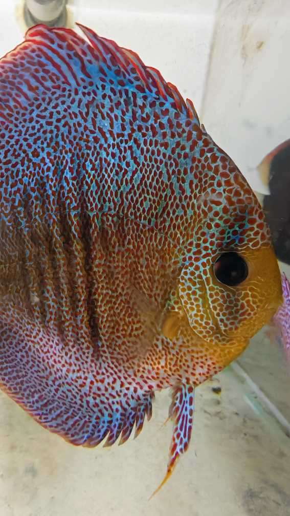 Discus Super Panthera