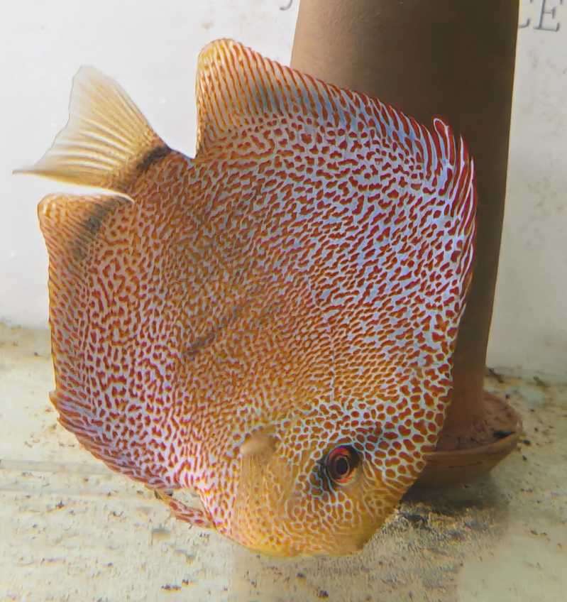 Discus Super Panthera